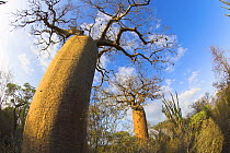 Bottle baobab tree {Adansonia rubrostipa} southern spiny forest, south of Toliara, Madagascar.