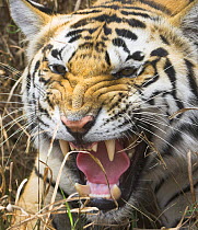 Tiger {Panthera tigris} male snarling, Pench National Park, India