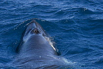 Dwarf minke whale {Balaenoptera acutorostrata}breaking surface to breathe, exposing blow hole, Queensland, Australia