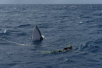 Dwarf minke whale {Balaenoptera acutorostrata} head rising beside snorkler being towed by rope, Queensland, Australia