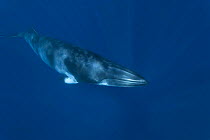 Dwarf minke whale {Balaenoptera acutorostrata} Queensland, Australia