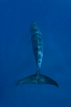 Dwarf minke whale {Balaenoptera acutorostrata} rear view, Queensland, Australia