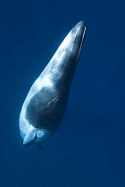 Dwarf minke whale {Balaenoptera acutorostrata} Queensland, Australia