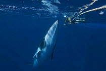 Dwarf minke whale {Balaenoptera acutorostrata} investigating snorkler on tow line, Queensland, Australia