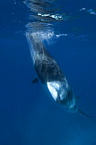 Dwarf minke whale {Balaenoptera acutorostrata} surfacing, Queensland, Australia