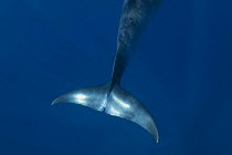 Dwarf minke whale {Balaenoptera acutorostrata} tail, Queensland, Australia