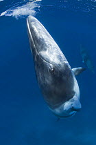 Dwarf minke whale {Balaenoptera acutorostrata} surfacing, Queensland, Australia