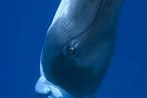 Dwarf minke whale {Balaenoptera acutorostrata} face close up portrait, Queensland, Australia