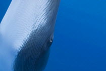 Dwarf minke whale {Balaenoptera acutorostrata} close up abstract showing eye, Queensland, Australia