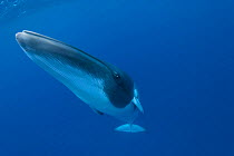 RF- Dwarf minke whale (Balaenoptera acutorostrata) portrait, Queensland, Australia. Endangered species. (This image may be licensed either as rights managed or royalty free.)