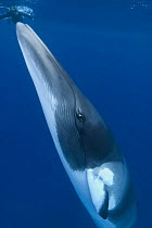 Dwarf minke whale {Balaenoptera acutorostrata} investigating snorkler, Queensland, Australia