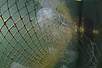 Box jellyfish {Chironex sp.} in fishing net, Australia