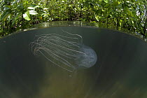 Box jellyfish {Chironex sp.} in mangroves, split level,  Australia