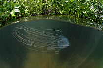 Box jellyfish {Chironex sp.} in mangroves, split level, Australia