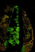Bioluminescent fungi {Pleurotus nidiformis} glowing on tree trunk in rainforest, Queensland, Australia
