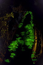 Bioluminescent fungi {Pleurotus nidiformis} glowing on tree trunk in rainforest, Queensland, Australia.