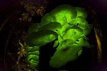 Bioluminescent fungi {Pleurotus nidiformis} glowing on tree trunk in rainforest at night, Queensland, Australia