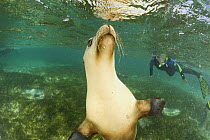 Australian sea lion {Neophoca cinerea} underwater with snorkler watching, Fisherman's Island, Batavia Coast, Western Australia