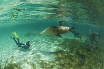 Australian sea lions {Neophoca cinerea} underwater with snorkler, Fisherman's Island, Batavia Coast, Western Australia
