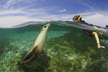 Australian sea lion {Neophoca cinerea} underwater with snorkler, Fisherman's Island, Batavia Coast, Western Australia