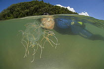 Snorkler looking at Box jellyfish {Chiropsalmus sp.} Queensland, Australia 2006