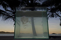 Box jellyfish {Chiropsalmus sp.} in fish tank on beach with palm trees in background, Queensland, Australia 2006