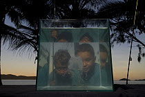 Boys looking at Box jellyfish {Chiropsalmus sp.} in fishtank on beach, Queensland, Australia 2006