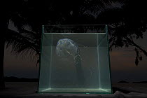 Box jellyfish {Chiropsalmus sp.} in fishtank on beach with palmtrees in background, Queensland, Australia