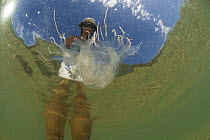 Person standing in water looking at Box jellyfish {Chiropsalmus sp.} Queensland, Australia 2006