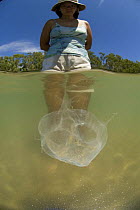 Woman standing in shallow water looking at Box jellyfish {Chiropsalmus sp.} Queensland, Australia 2006
