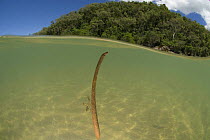 Mangrove propagule floating in shallow water, Queensland, Australia