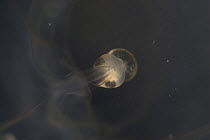 Close-up of Box jellyfish {Chiropsalmus sp.} eye, Queensland, Australia