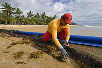 Lifeguard removing Jellyfish from net, after clearing stinger-resistant enclosure, Queensland, Australia  Note - Surf Lifesaving Queensland have an effective policy of dragging nets through the water...