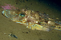 Dragonet (Callionymus lyra) on sea-floor sediments. Norway