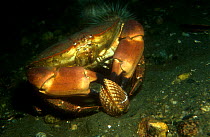 Edible Crab (Cancer pagurus) on sea-floor with mollusc, Norway