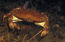 Edible Crab (Cancer pagurus) on sea-floor, Norway