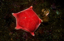 Sea star (Ceramaster granularis) Norway