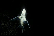 Ratfish / Rabbitfish female (Chimaera monstrosa) from below, with dark background. Norway