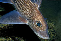 Ratfish / Rabbitfish female (Chimaera monstrosa)  Norway