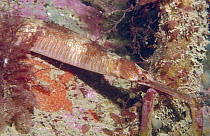 Pipefish (Entelurus aequorus) Norway