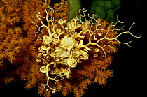 Basket star (Gorgonocephalus caputmedusae) on orange coral, Trondheimsfjord, Norway