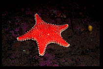 Sea star (Hippasteria sp), Norway