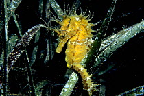 Maned seahorse (Hippocampus ramulosus) amongst lichen-covered weed, Norway