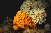 Mixed cold water corals (Lophelia pertusa), Norway