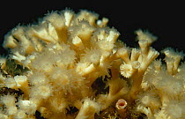 Cold water coral (Lophelia pertusa), Norway