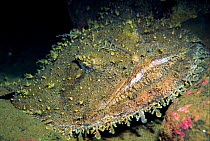 Goosefish (Lophius sp) camouflaged against the sea-floor, Norway