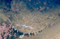 Goosefish (Lophius sp) camouflaged against the sea-floor, Norway