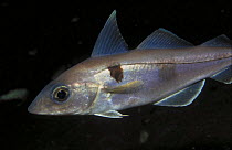 Haddock (Melanogrammus aeglefinus) showing characteristic thumbprint marking above pectoral fin, Norway