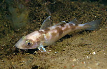 Haddock (Melanogrammus aeglefinus)  swimming across sea-floor sediments, Norway