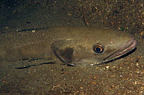 European hake (Merluccius merluccius) amongst sea-floor sediments, Norway